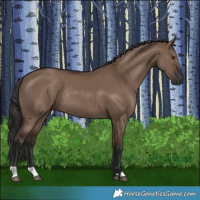 Horse Color:Liver Red Dun Rabicano 