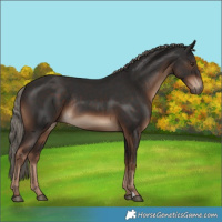 Horse Color:Liver Chestnut Rabicano