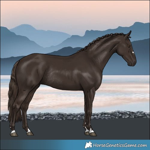 Horse Color:Liver Chestnut Rabicano