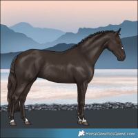 Horse Color:Liver Chestnut Rabicano