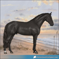 Horse Color:Liver Chestnut Rabicano