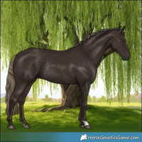 Horse Color:Liver Chestnut Rabicano