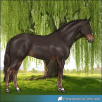 Horse Color:Liver Chestnut Rabicano 