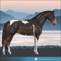 Horse Color:Liver Chestnut Tobiano 