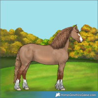 Horse Color:Red Dun 