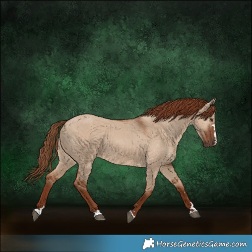 Horse Color:Red Dun 