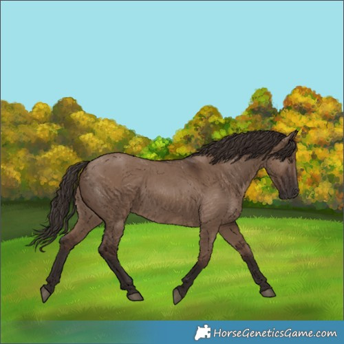 Horse Color:Liver Red Dun 