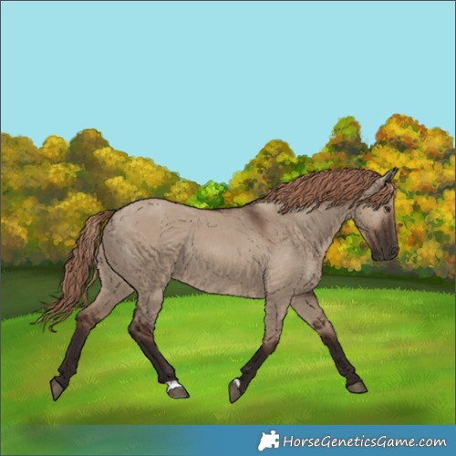 Horse Color:Liver Red Dun 