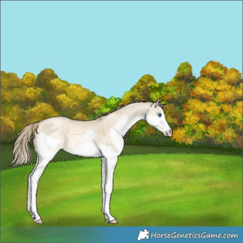 Horse Color:Buckskin Pearl Dun Sabino Splash Rabicano 