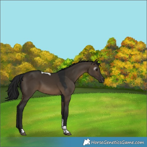 Horse Color:Gray Brown Dun Tobiano 