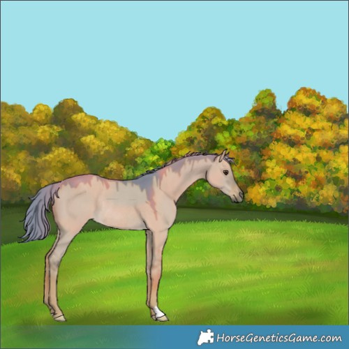 Horse Color:Watercolor Liver Red Dun Rabicano 