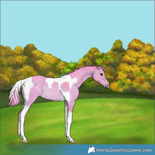 Horse Color:Watercolor Brown Dun Tobiano Rabicano 
