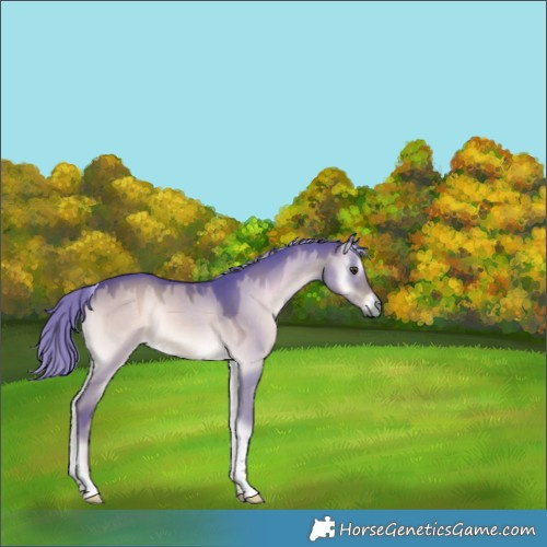 Horse Color:Watercolor Liver Red Dun Onyx Tobiano Rabicano 