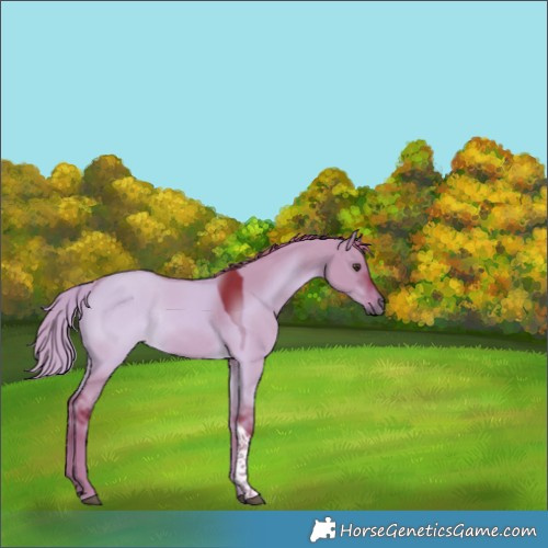 Horse Color:Watercolor Liver Red Dun Tobiano Rabicano 