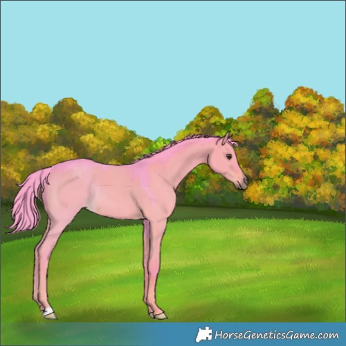Horse Color:Watercolor Liver Red Dun Rabicano 