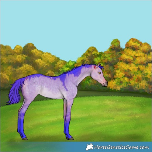 Horse Color:Watercolor Buckskin Dun Rabicano 