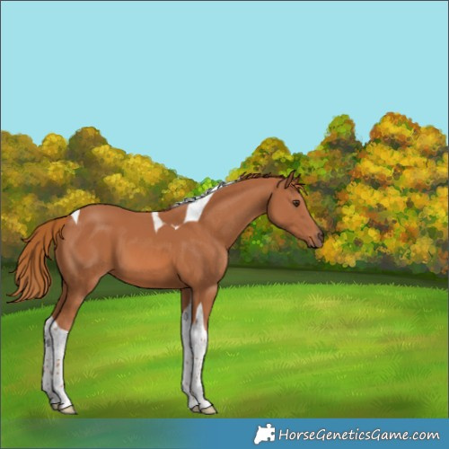 Horse Color:Chestnut Tobiano