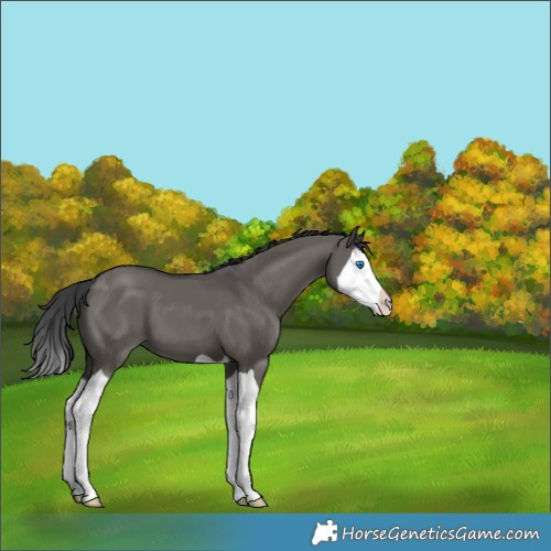 Horse Color:Grullo Splash 