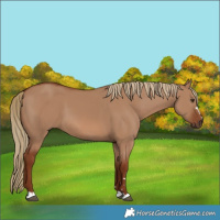 Horse Color:Red Dun 