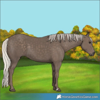 Horse Color:Silver Black