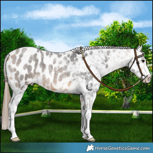 Horse Color:Buckskin Roan Blanket 