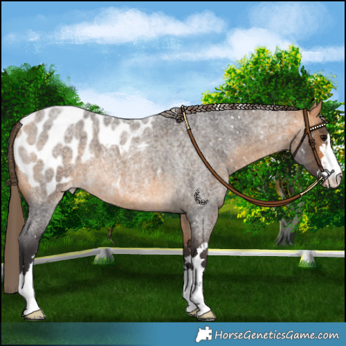 Horse Color:Buckskin Roan Appaloosa 