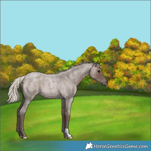 Horse Color:Silver Blue Roan 