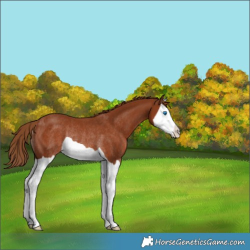 Horse Color:Chestnut Splash Rabicano 