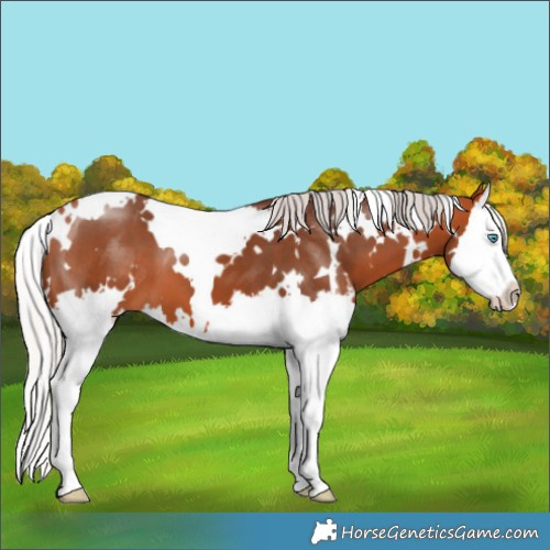 Horse Color:White Spotted Silver Bay Splash 