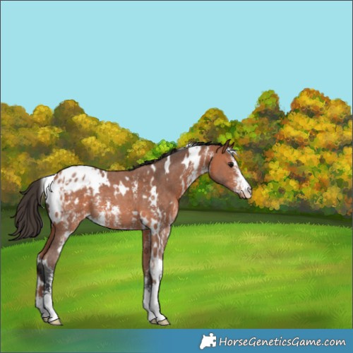 Horse Color:White Spotted Bay Sabino Appaloosa Rabicano 