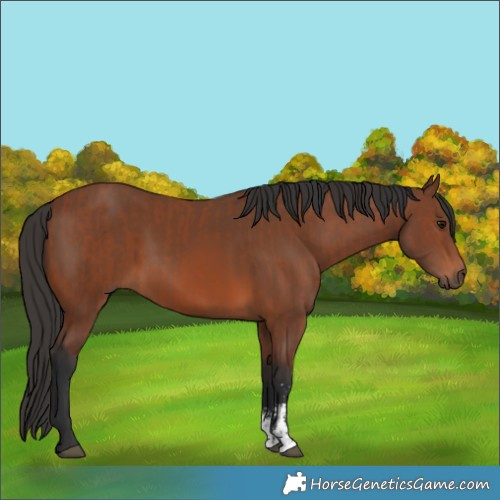 Horse Color:Unknown 