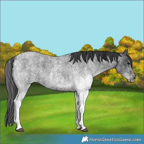 Horse Color:Unknown 