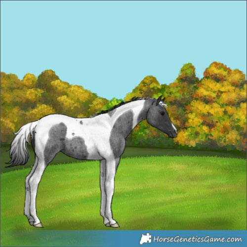 Horse Color:Blue Roan Tobiano