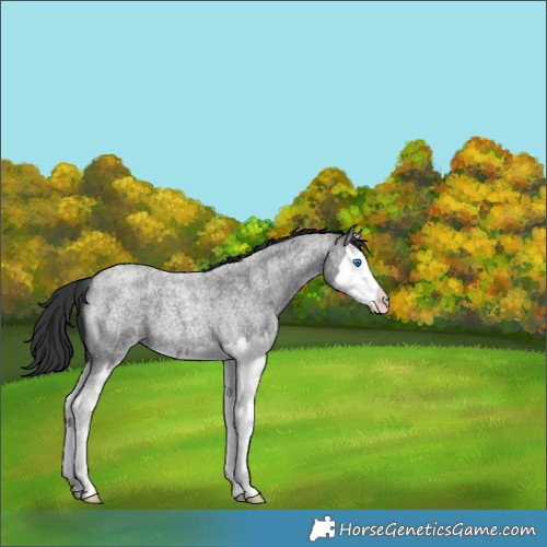 Horse Color:Blue Roan Splash 
