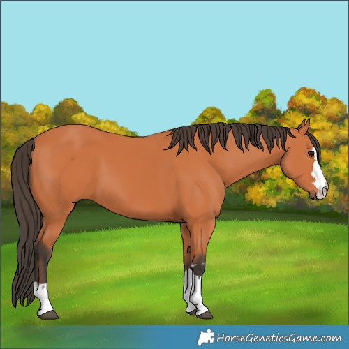 Horse Color:Unknown 