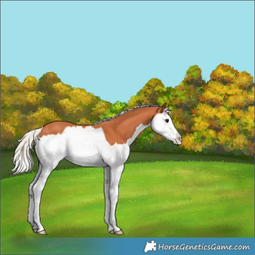 Horse Color:Silver Bay Splash 