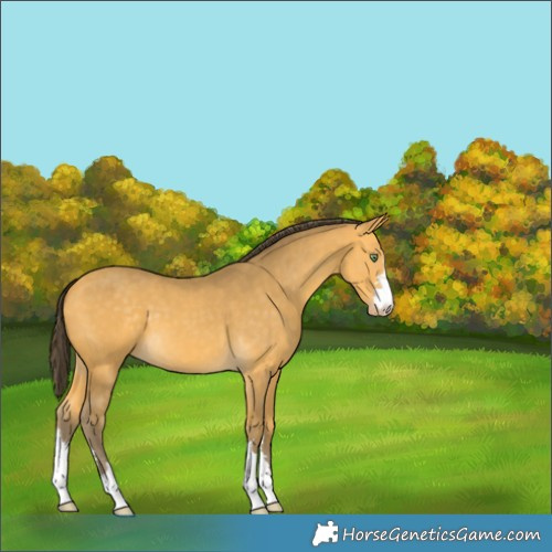 Horse Color:Amber Cream Champagne 