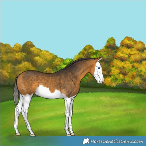 Horse Color:Buckskin Splash 