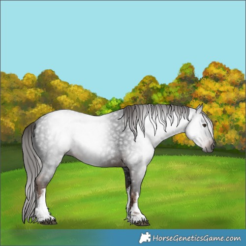 Horse Color:Gray White Spotted Liver Chestnut 