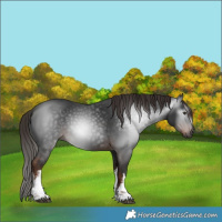 Horse Color:Gray White Spotted Liver Chestnut