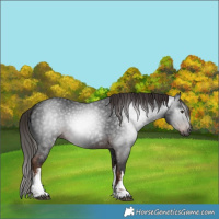 Horse Color:Gray White Spotted Liver Chestnut