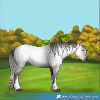 Horse Color:Gray White Spotted Liver Chestnut 
