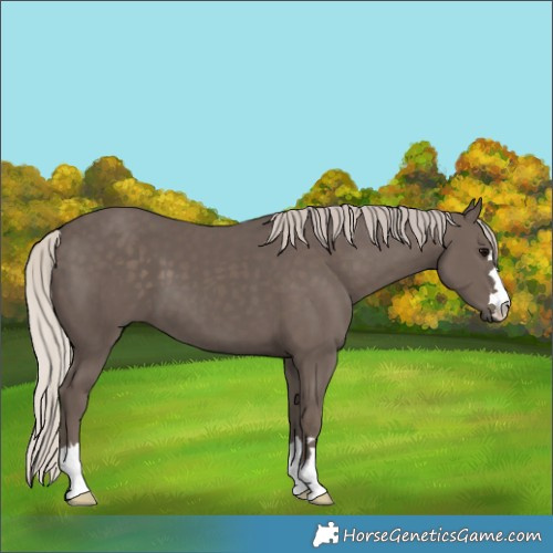 Horse Color:Silver Black 