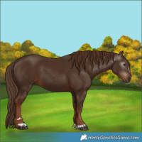 Horse Color:Gray Chestnut 