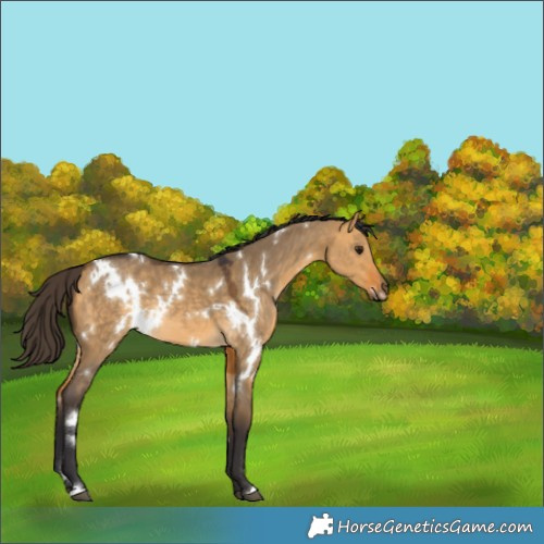 Horse Color:White Spotted Buckskin Dun