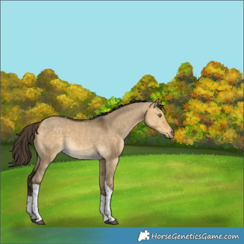 Horse Color:Buckskin Dun Tobiano Rabicano