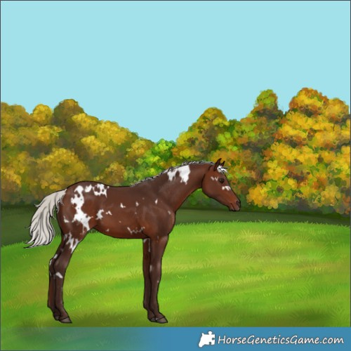 Horse Color:White Spotted Silver Brown 