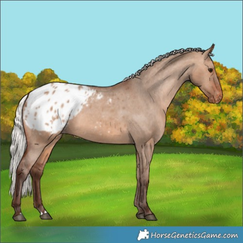 Horse Color:Silver Brown Dun Appaloosa 