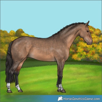 Horse Color:Bay Dun  and Bay Dun 
