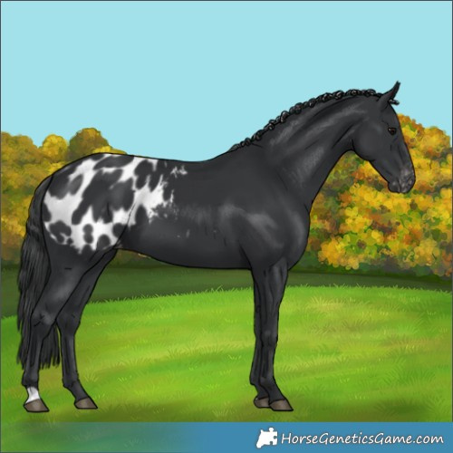 Horse Color:Black Appaloosa
